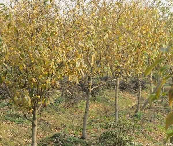 腊梅图片基地实拍