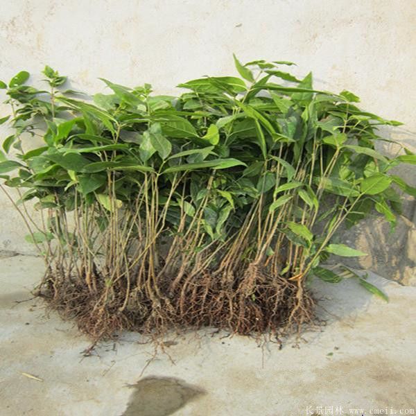 腊梅图片基地实拍