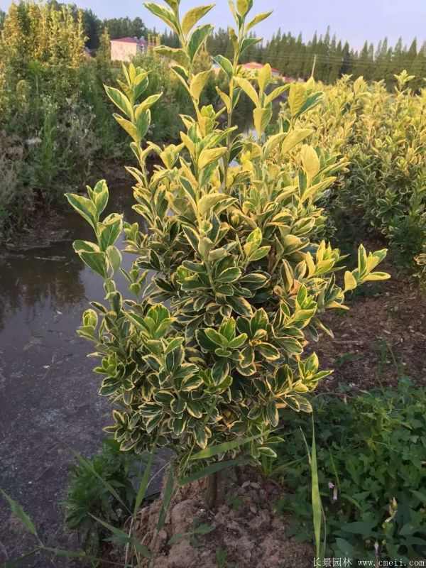 金边黄杨图片基地实拍