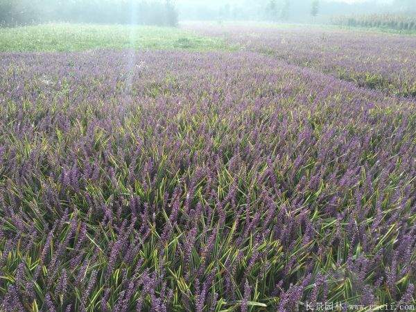 金边麦冬草基地实拍图片
