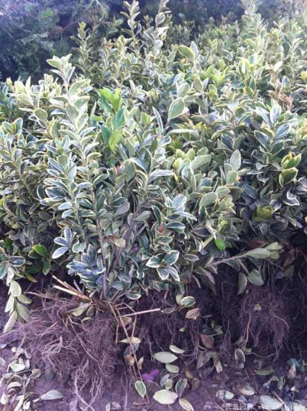 金边黄杨图片基地实拍