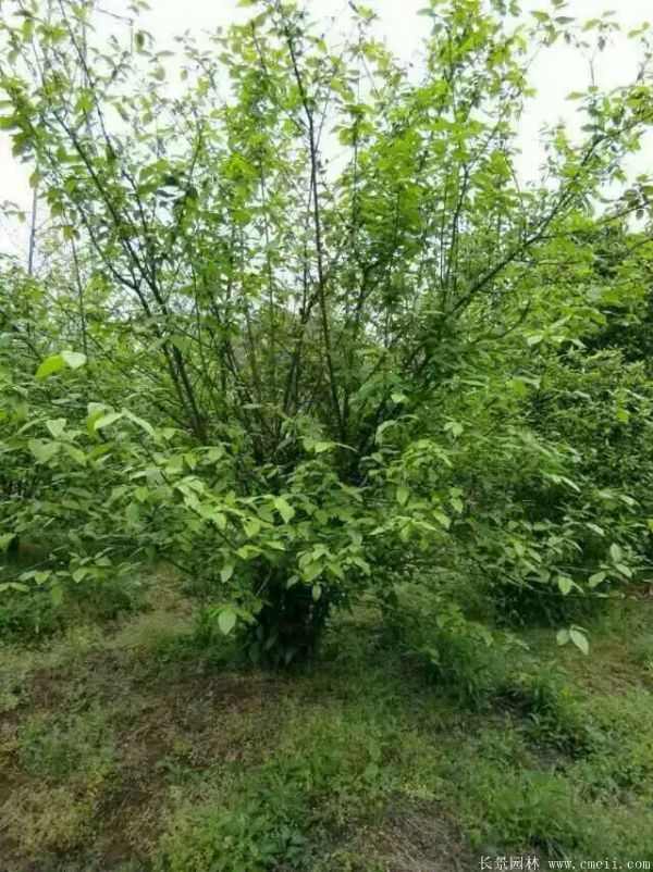 腊梅图片基地实拍