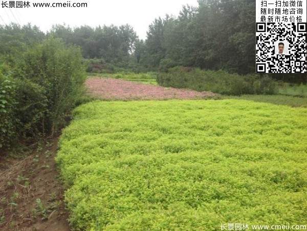 金山绣线菊图片