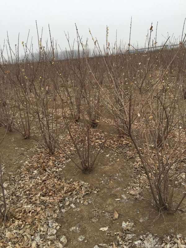 腊梅图片基地实拍