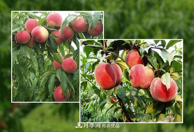 南阳陆营桃树苗基地栽植易成活,好管理,季节选择最重要!(图1) 南阳陆营桃树苗基地栽植易成活,好管理,季节选择最重要!(图1)