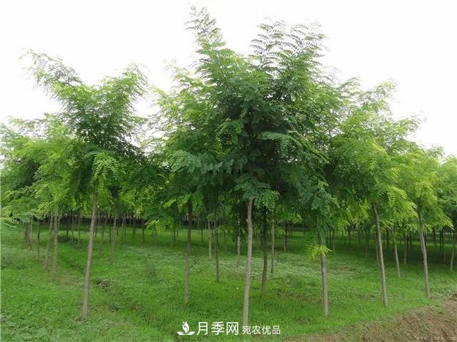 2020畅销苗木品种排行,“老客户积累”是苗木人成功根本(图1) 2020畅销苗木品种排行,“老客户积累”是苗木人成功根本(图1)