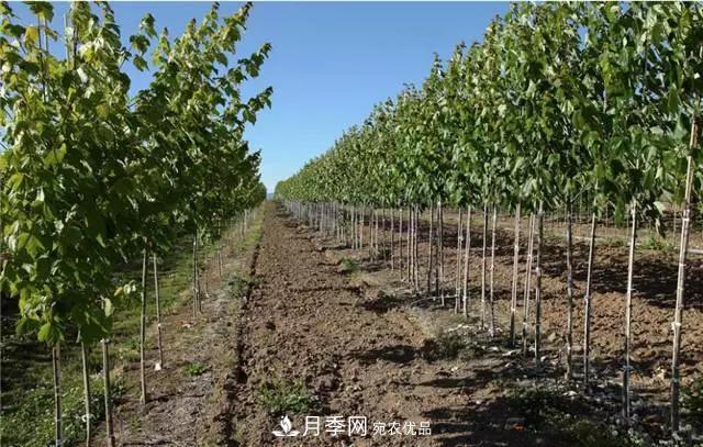 2020畅销苗木品种排行,“老客户积累”是苗木人成功根本(图4) 2020畅销苗木品种排行,“老客户积累”是苗木人成功根本(图4)