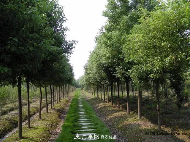 2020畅销苗木品种排行,“老客户积累”是苗木人成功根本(图5) 2020畅销苗木品种排行,“老客户积累”是苗木人成功根本(图5)