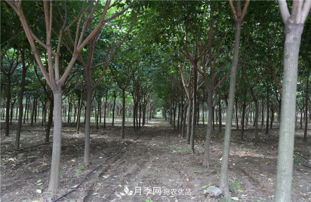 园林绿化设计中暴火的乡土树种榉树,是什么来头?(图1) 园林绿化设计中暴火的乡土树种榉树,是什么来头?(图1)