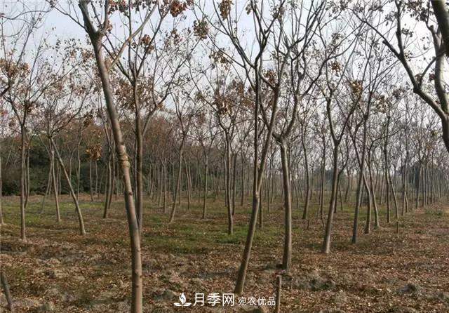 2020畅销苗木品种排行,“老客户积累”是苗木人成功根本(图2) 2020畅销苗木品种排行,“老客户积累”是苗木人成功根本(图2)