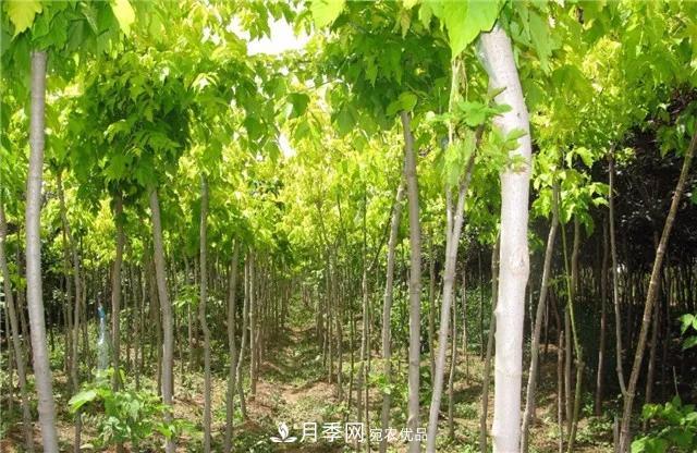 2020畅销苗木品种排行,“老客户积累”是苗木人成功根本(图3) 2020畅销苗木品种排行,“老客户积累”是苗木人成功根本(图3)