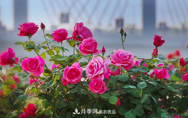 南阳市总人口1194.23万居全省第一 河南每9人就有1个南阳人(图1) 南阳市总人口1194.23万居全省第一 河南每9人就有1个南阳人(图1)