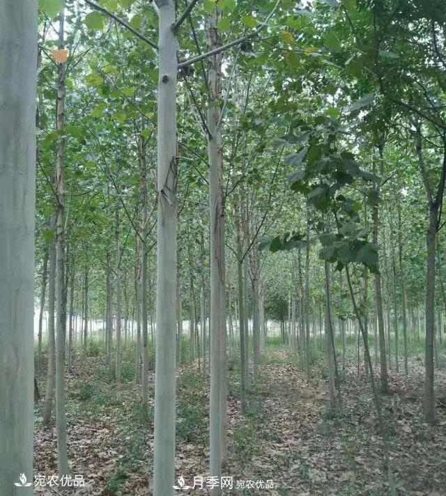 南阳绿化苗木基地的建设与整地施肥(图2) 南阳绿化苗木基地的建设与整地施肥(图2)