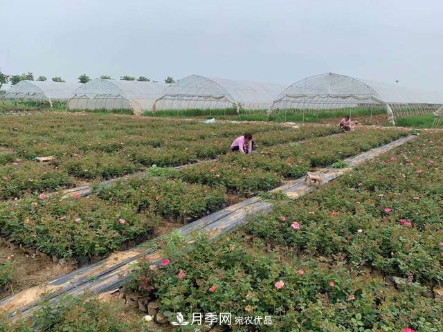 敲晕几个苗木大户后,我整理出了这份《高价苗木进阶手册》(图2) 敲晕几个苗木大户后,我整理出了这份《高价苗木进阶手册》(图2)