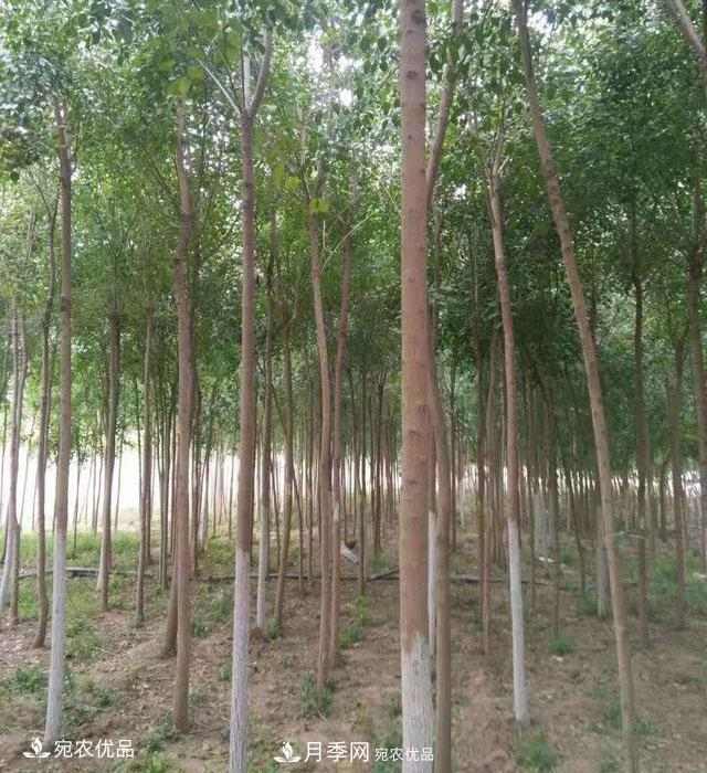 南阳绿化苗木基地的建设与整地施肥(图1) 南阳绿化苗木基地的建设与整地施肥(图1)