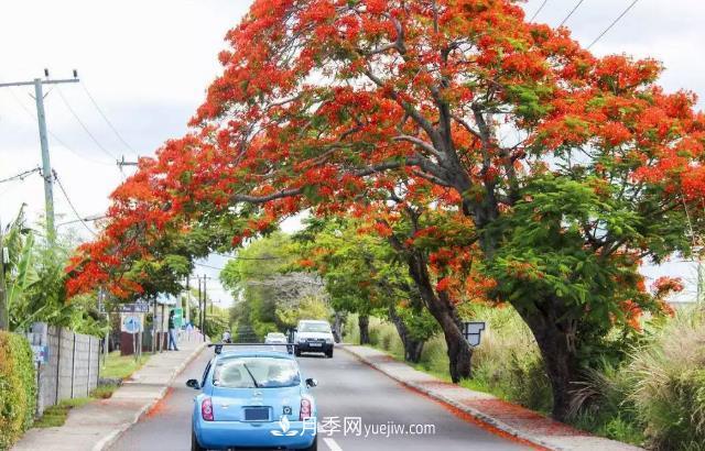 园林绿化的必选树种,为何能够在彩叶苗木市场中持续走俏?(图2) 园林绿化的必选树种,为何能够在彩叶苗木市场中持续走俏?(图2)