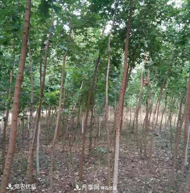 南阳绿化苗木基地的建设与整地施肥(图3) 南阳绿化苗木基地的建设与整地施肥(图3)