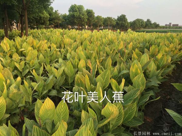 大花美人蕉基地实拍图片