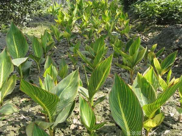 大花美人蕉基地实拍图片