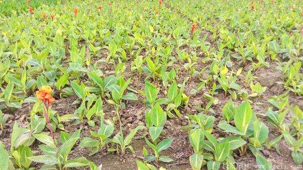 大花美人蕉基地实拍图片