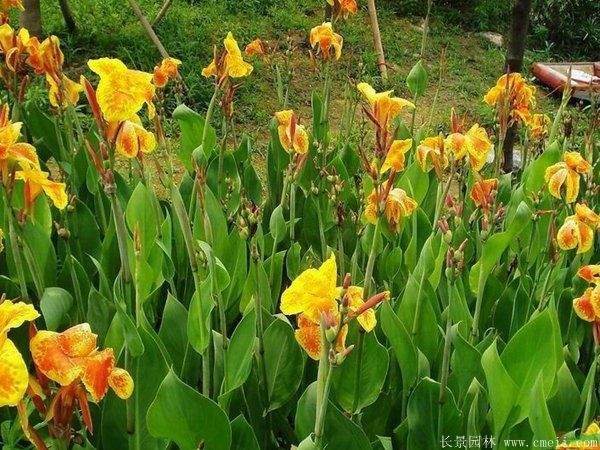 大花美人蕉基地实拍图片