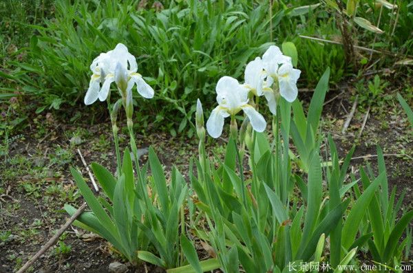 大花美人蕉基地实拍图片