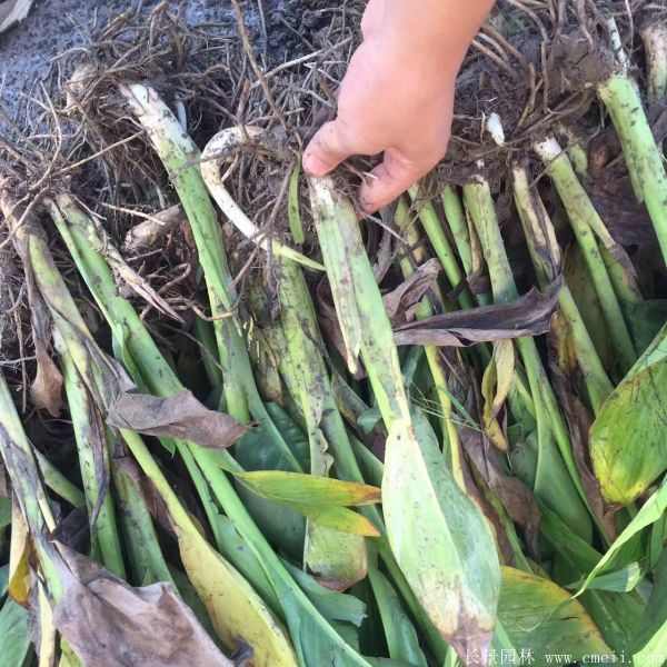 大花美人蕉基地实拍图片