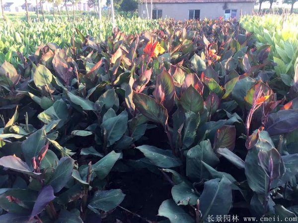 大花美人蕉基地实拍图片