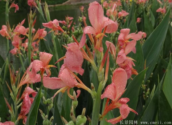 大花美人蕉基地实拍图片