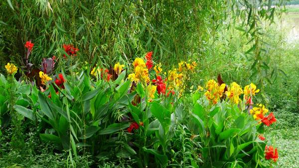 大花美人蕉基地实拍图片
