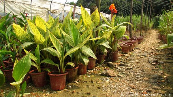 大花美人蕉基地实拍图片