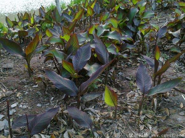 大花美人蕉基地实拍图片
