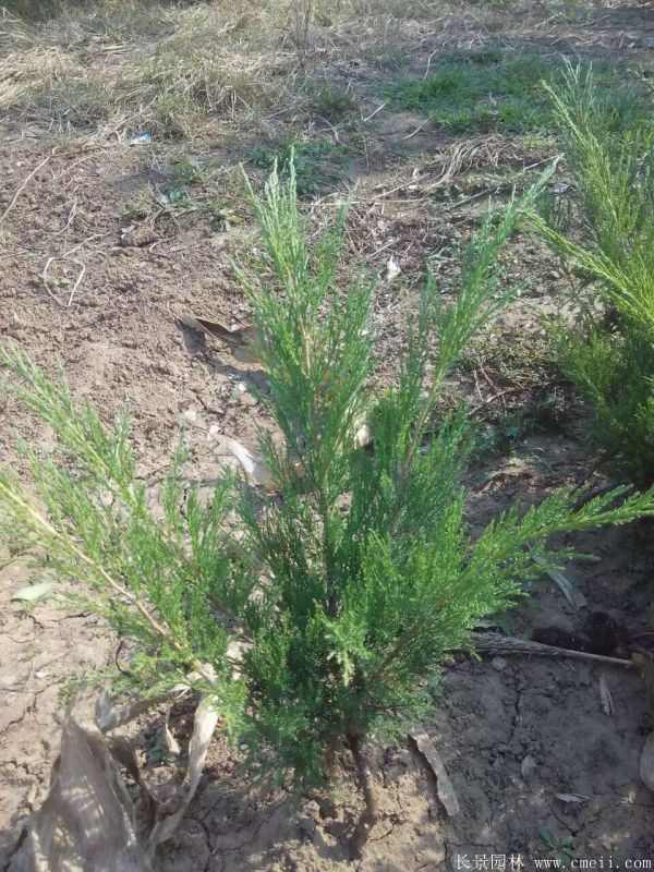 沙地柏图片沙地柏基地实拍