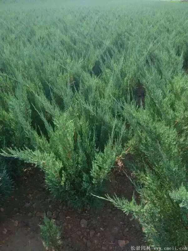 沙地柏图片沙地柏基地实拍