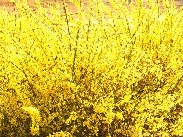 连翘图片基地实拍