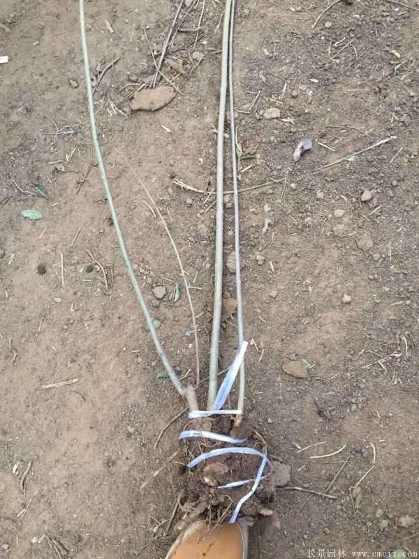 连翘图片基地实拍