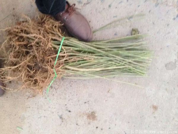 连翘图片基地实拍