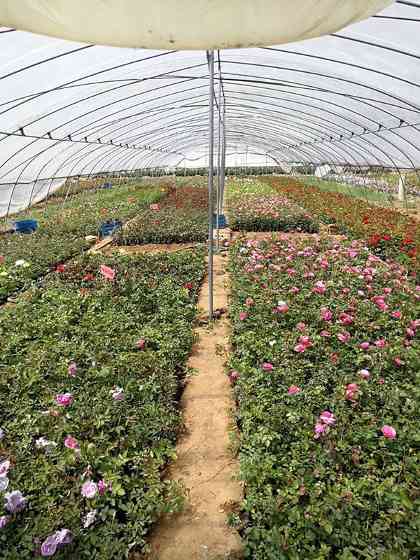 藤本月季小苗种苗