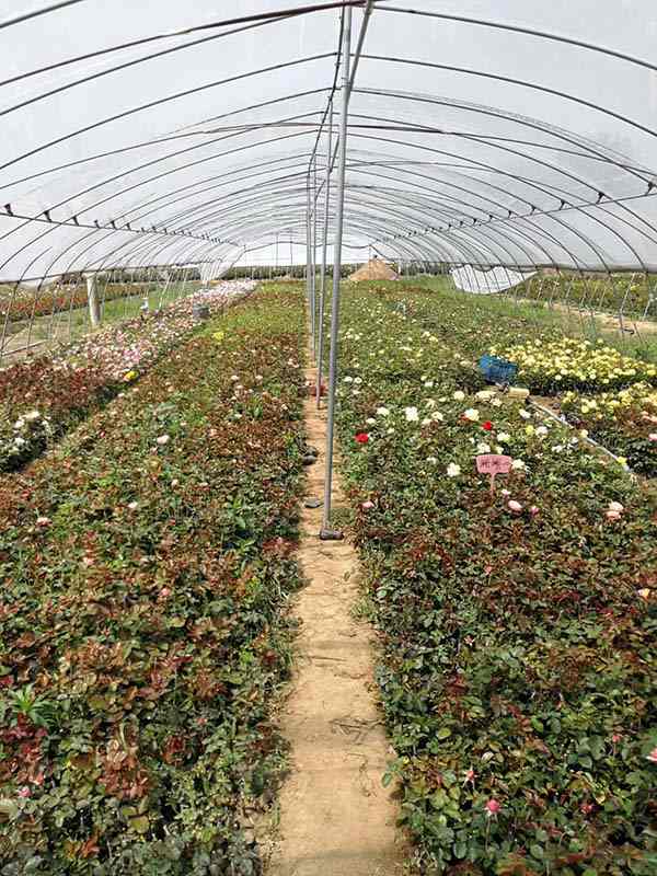 藤本月季小苗种苗