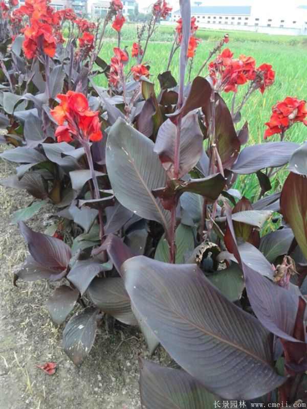 美人蕉图片基地实拍