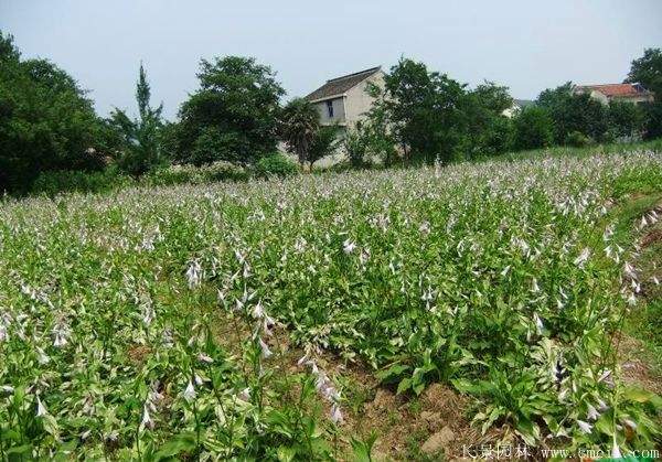 青叶玉簪基地实拍图片