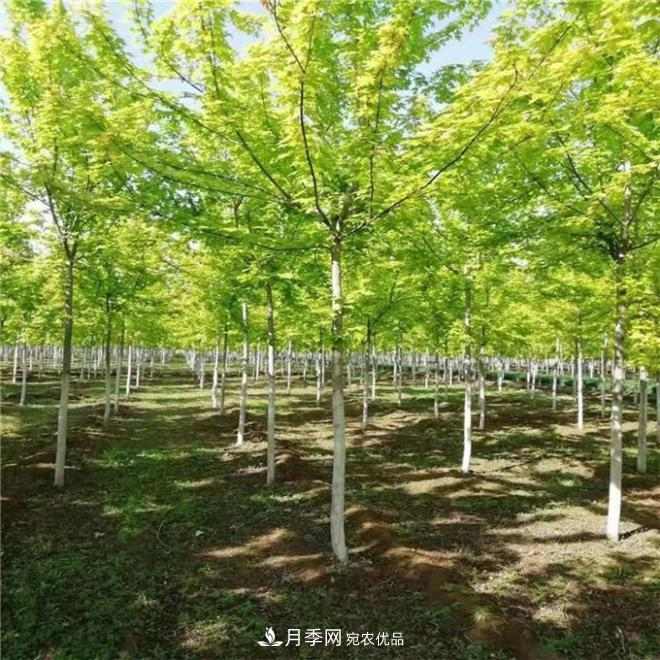 金叶复叶槭南阳基地直销,3-10公分报价(图1) 金叶复叶槭南阳基地直销,3-10公分报价(图1)