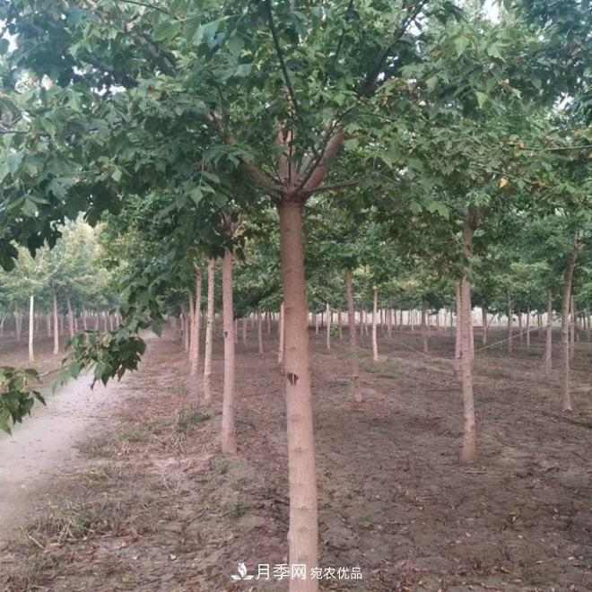 金叶复叶槭南阳基地直销,3-10公分报价(图2) 金叶复叶槭南阳基地直销,3-10公分报价(图2)