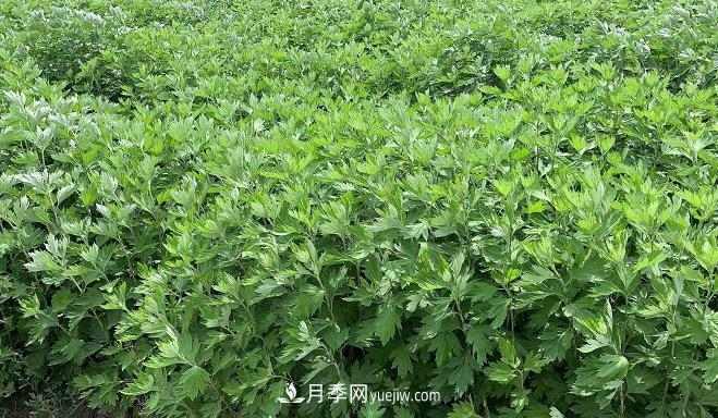 开封市艾草艾根种植编织致富梦想(图1) 开封市艾草艾根种植编织致富梦想(图1)