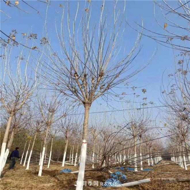 金叶复叶槭南阳基地直销,3-10公分报价(图3) 金叶复叶槭南阳基地直销,3-10公分报价(图3)