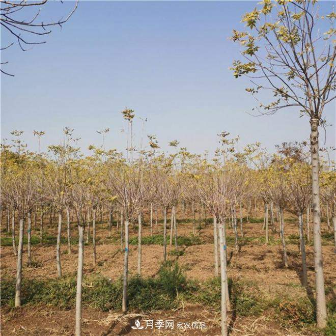 金叶复叶槭南阳基地直销,3-10公分报价(图4) 金叶复叶槭南阳基地直销,3-10公分报价(图4)