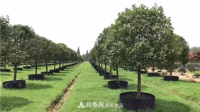 容器苗,或将成为苗木种植新趋势(图1) 容器苗,或将成为苗木种植新趋势(图1)