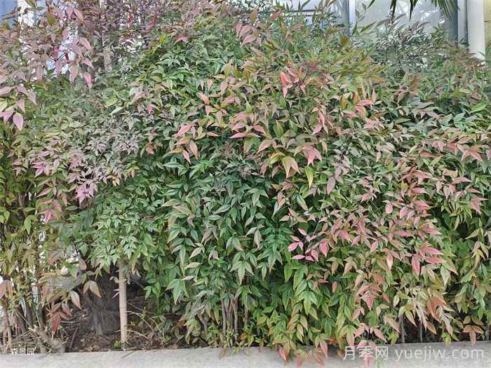 50种常见花卉绿植的养护指南(图2) 50种常见花卉绿植的养护指南(图2)