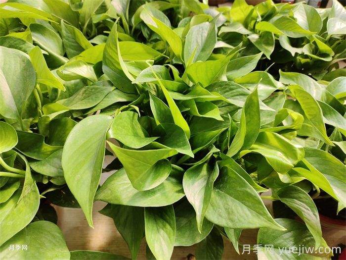 50种常见花卉绿植的养护指南(图1) 50种常见花卉绿植的养护指南(图1)