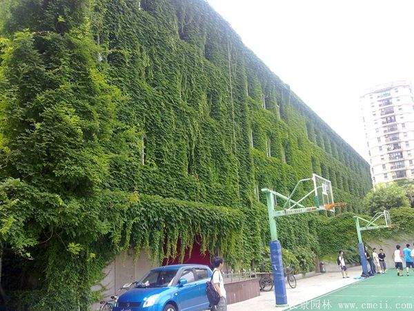 五叶地锦图片基地实拍